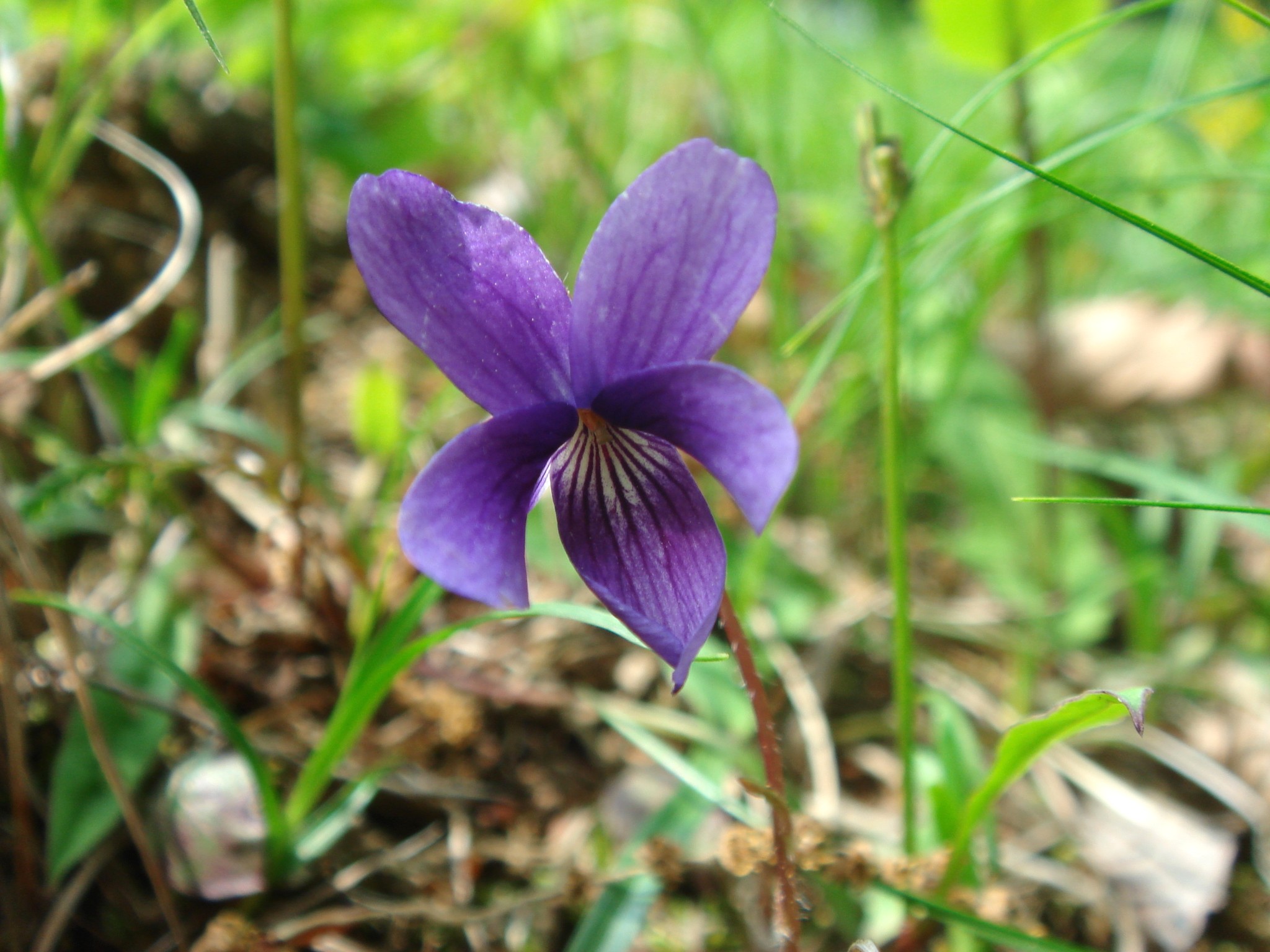 Viola yedoensis Makino